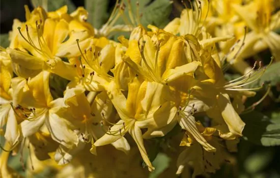 Rhododendron luteum Rhododendron luteum