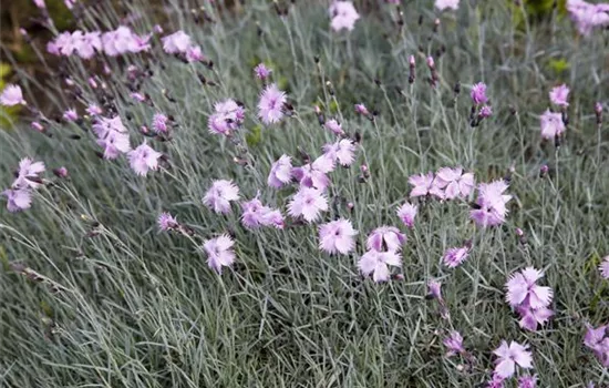 Dianthus gratianopolitanus Dianthus gratianopolitanus