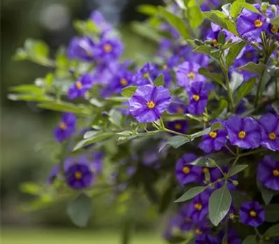 Solanum rantonnetii