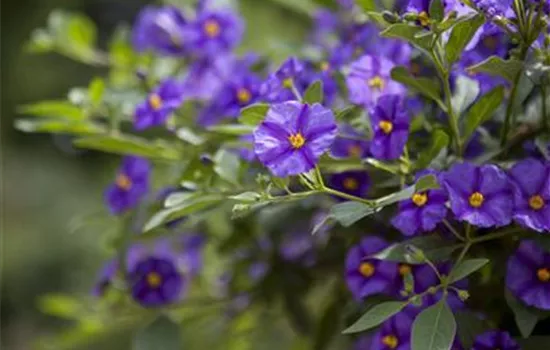 Solanum rantonnetii Solanum rantonnetii