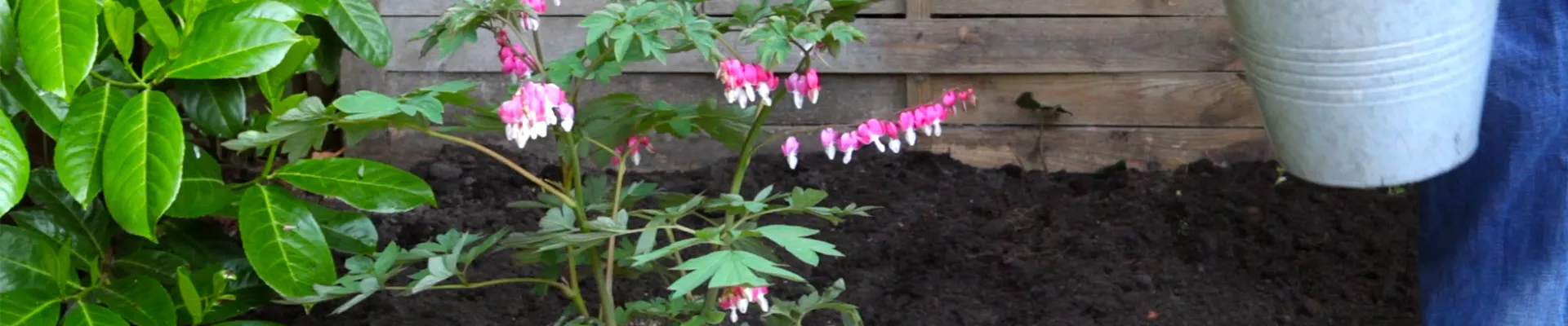 Tränendes Herz - Einpflanzen im Garten (thumbnail).jpg