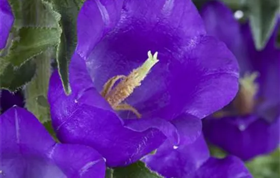 Campanula medium, blau Campanula medium, blau