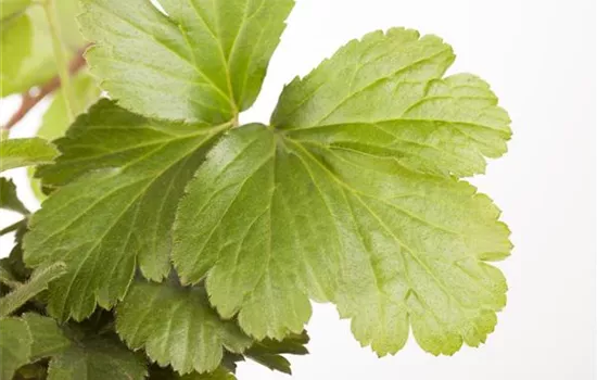 Waldsteinia ternata Waldsteinia ternata