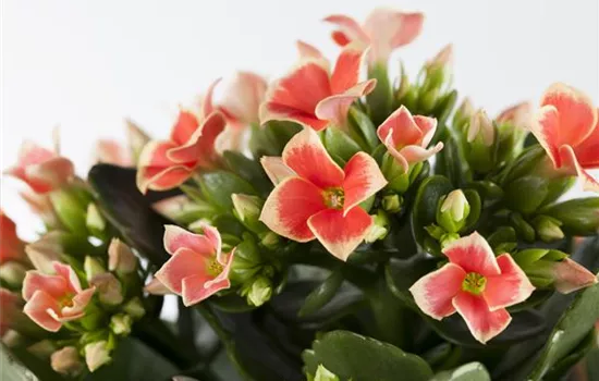 Kalanchoe Kalanchoe