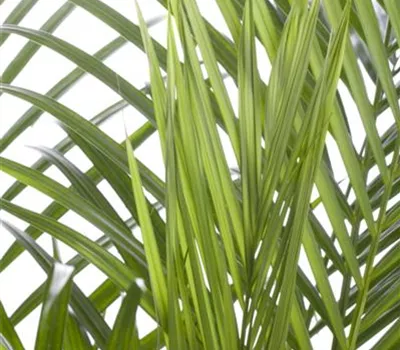 Chrysalidocarpus lutescens