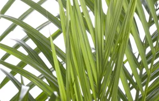 Chrysalidocarpus lutescens Chrysalidocarpus lutescens