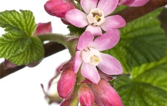 Ribes sanguineum 'King Edward VII' Ribes sanguineum 'King Edward VII'