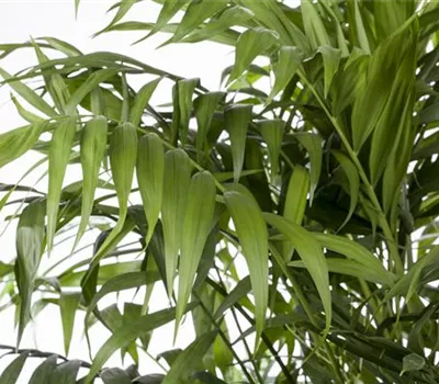 Chamaedorea elegans Chamaedorea elegans