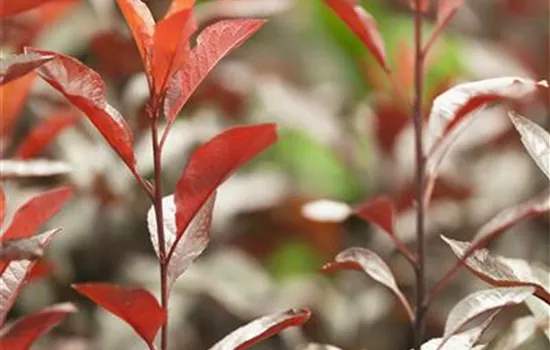 Prunus cistena Prunus cistena