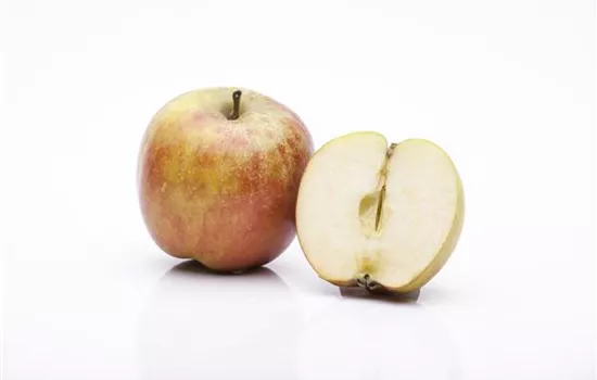 Malus domestica 'Roter Boskoop' Malus domestica 'Roter Boskoop'