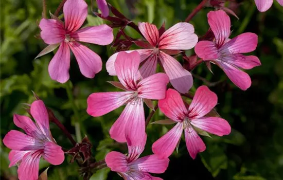 Pelargonium peltatum