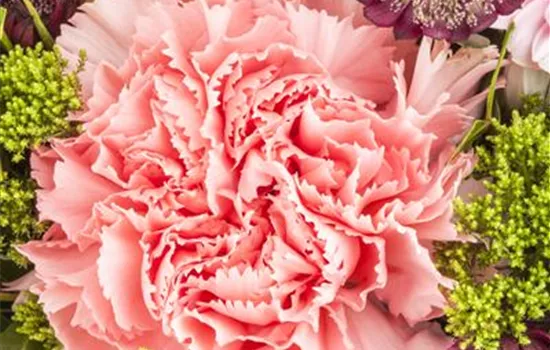 Dianthus caryophyllus, gefüllt Dianthus caryophyllus, gefüllt