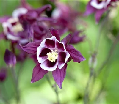 Aquilegia caerulea