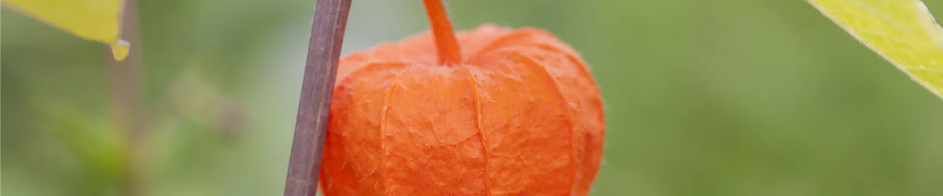 GS442454.jpg GS442454.jpg