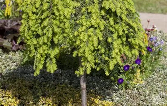 Tsuga canadensis Tsuga canadensis