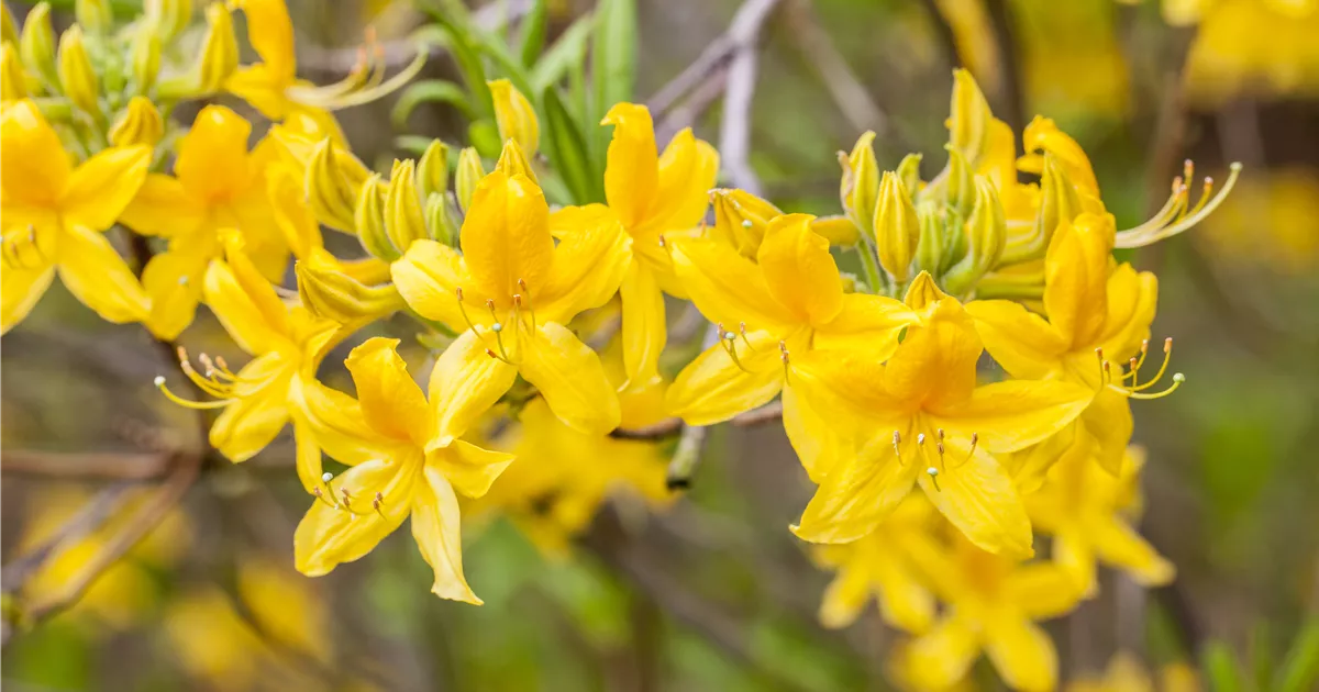Rhododendron luteum 'Goldtopas'