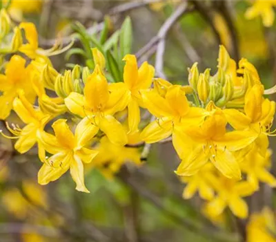 Rhododendron luteum 'Goldtopas'