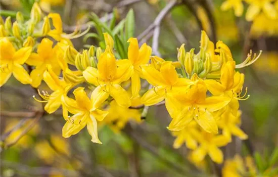 Rhododendron luteum 'Goldtopas' Rhododendron luteum 'Goldtopas'