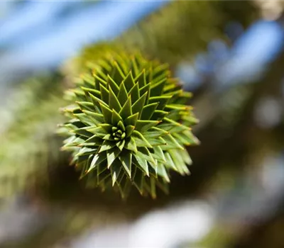 Araucaria araucana Araucaria araucana