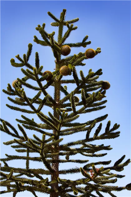 Araucaria araucana