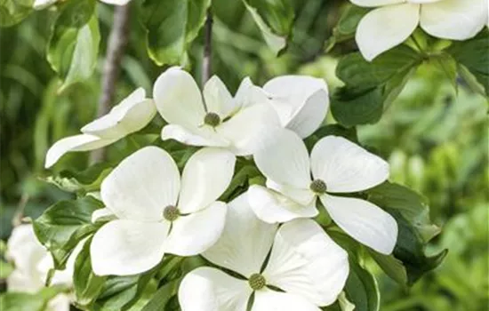 Cornus kousa 'Venus'® Cornus kousa 'Venus'®