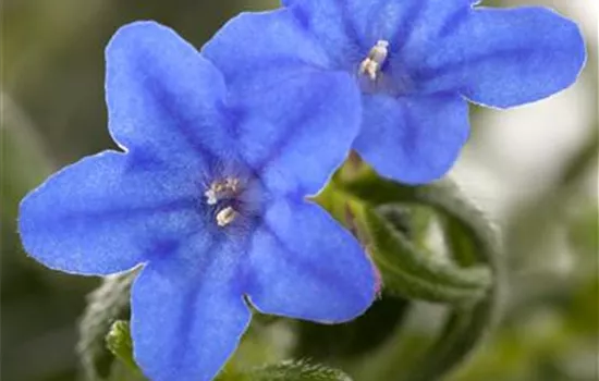 Lithodora diffusa