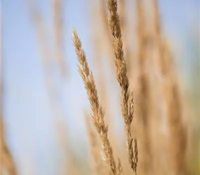 Calamagrostis x acutiflora 'Karl Foerster' Calamagrostis x acutiflora 'Karl Foerster'
