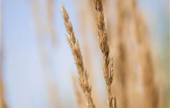 Calamagrostis x acutiflora 'Karl Foerster' Calamagrostis x acutiflora 'Karl Foerster'