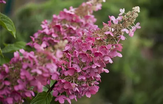 Hydrangea paniculata 'Pinky Winky'®