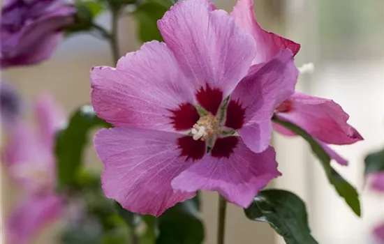 Hibiscus syriacus 'Woodbridge' Hibiscus syriacus 'Woodbridge'