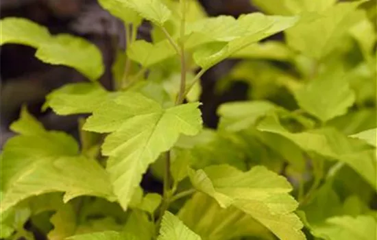 Physocarpus opulifolius 'Dart´s Gold' Physocarpus opulifolius 'Dart´s Gold'