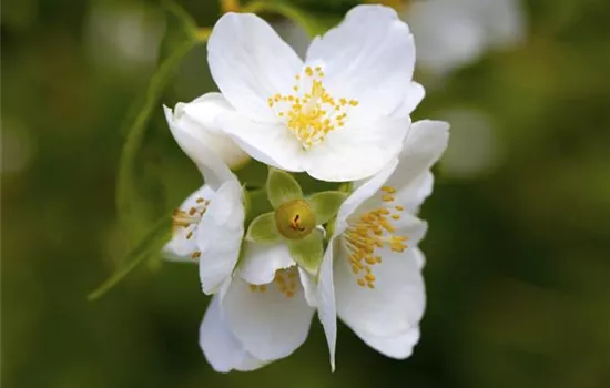 Philadelphus coronarius Philadelphus coronarius