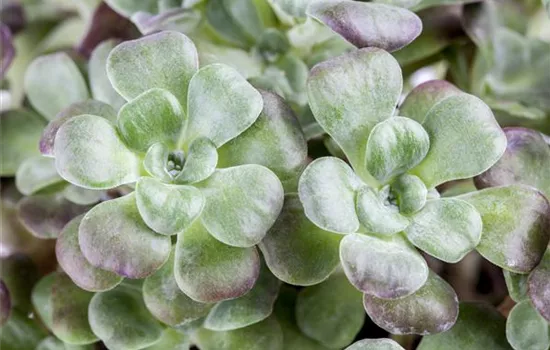 Sedum spathulifolium 'Purpureum' Sedum spathulifolium 'Purpureum'