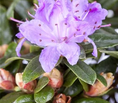 Rhododendron impeditum 'Moerheim'