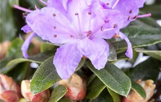 Rhododendron impeditum 'Moerheim' Rhododendron impeditum 'Moerheim'