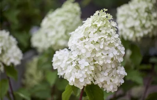 Hydrangea paniculata 'Polar Bear'