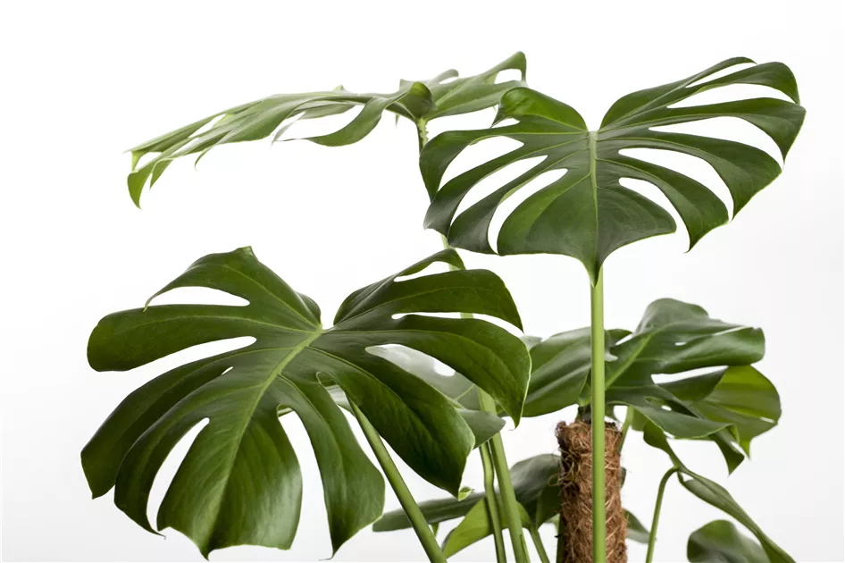 philodendron narrow blüte Philodendron Ring of Fire - Philodendron Ring of Fire main image 1