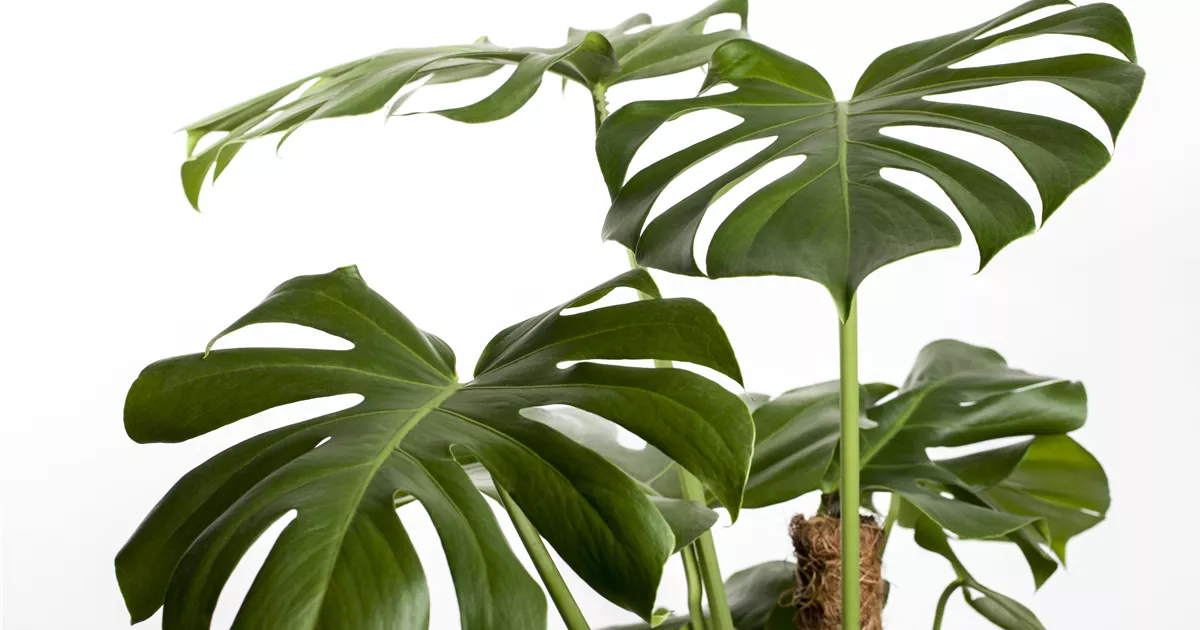 monstera luftverbesserer Zimmerpflanzen Set – 4er Pflanzenbox – Ø12cm – ↕20–40cm – Monstera,