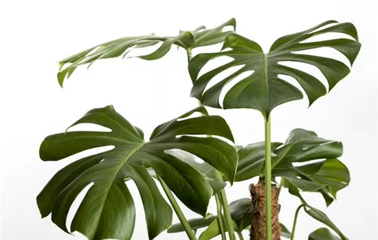 Monstera deliciosa Monstera deliciosa