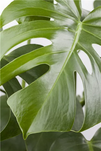 Monstera deliciosa