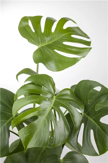 monstera zweifarbig kaufen Monstera deliciosa Variegata albo (special really white edition) main image 0