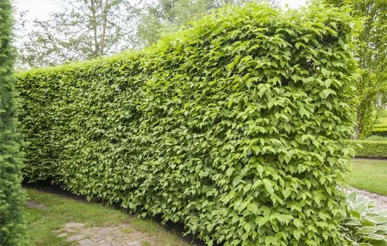 Cornus mas Cornus mas