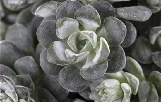 Sedum spathulifolium 'Cape Blanco' Sedum spathulifolium 'Cape Blanco'