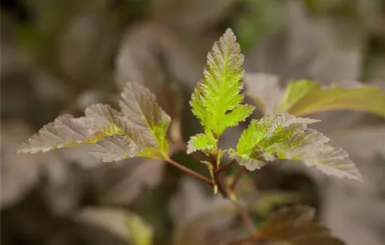 Physocarpus opulifolius 'Diabolo'® Physocarpus opulifolius 'Diabolo'®