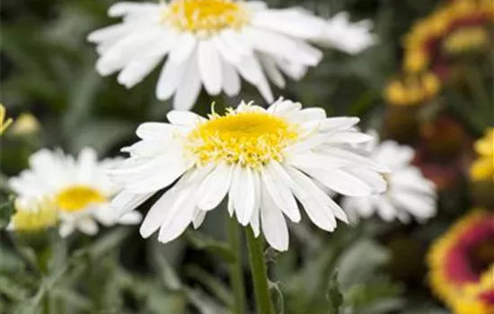 Leucanthemum x superbum Leucanthemum x superbum