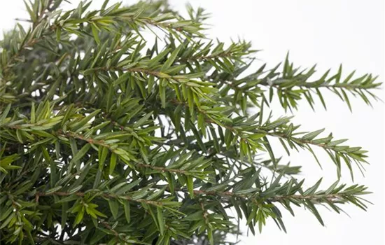 Tsuga canadensis 'Nana' Tsuga canadensis 'Nana'