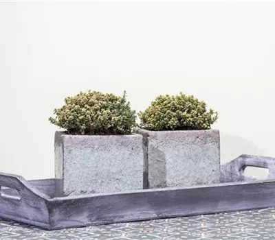 Thymus x citriodorus