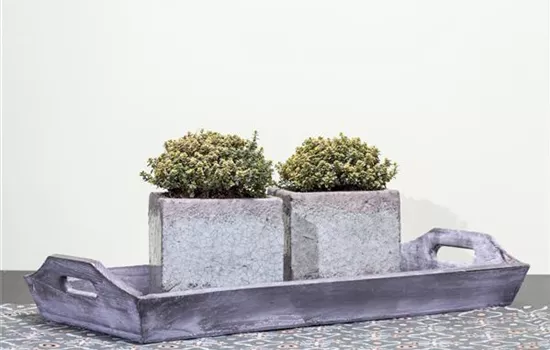 Thymus x citriodorus Thymus x citriodorus