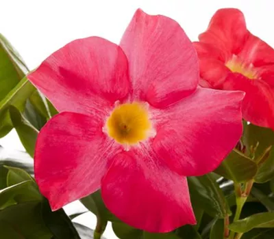 Mandevilla sanderi