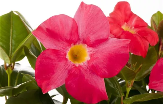 Mandevilla sanderi Mandevilla sanderi